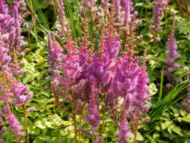 Çin astilbe, Astilbe chinensis pumila, Hollanda, bahçede pembe çiçekler.