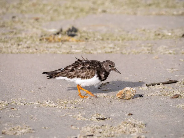 阿伦利亚的翻译家 在荷兰谢文宁根海滩的沙滩上行走的成年非繁殖性羽毛 — 图库照片
