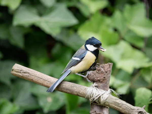 Great Tit Parus Major Adult Male Seed Beak Perched Branch — Stock Photo, Image
