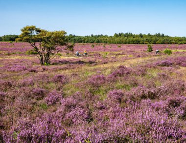 HILVERSUM, NETHERLANDS - 23 AUG 2021: Doğada bisiklet ve mor fundalık kullanan insanlar Hilversum yakınlarındaki Zuiderheide Heathland, het Gooi