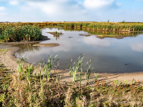 Hollanda, Marker Wadden Adası 'nda bataklık bitkileri, çamur düzlükleri, sığ havuzlar, dereler ve korunaklı sığ sular.