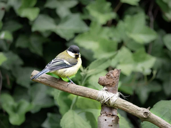 Great Tit Parus Major Juvenile Branch Garden Netherlands — Stockfoto