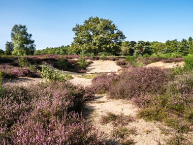 Mor çiçekli fundalık Zuiderheide Heathland, het Gooi, Hollanda