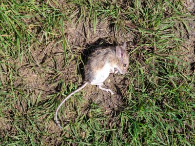 Ağaç faresi, Apodemus Sylvaticus, Hollanda 'da çimenlerde ölü yatıyor.