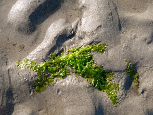 Salát Mořský Ulva Lactuca Písku Při Odlivu Waddenského Moře Nizozemsko — Stock fotografie