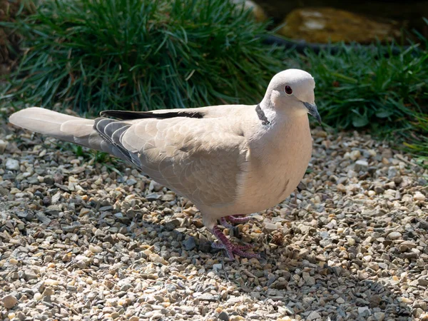 Collared Dove Streptopelia Decaocto Garden Netherlands — Stock Photo, Image