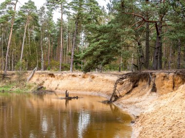 Dinkel nehri ve doğadaki çam ağaçları Lutterzand, De Lutte, Losser, Overijssel, Hollanda