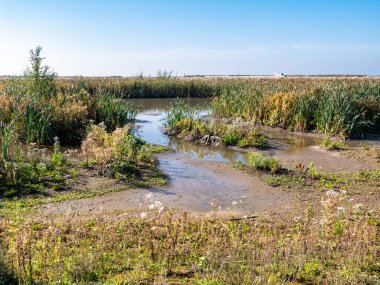 Hollanda, Marker Wadden Adası 'nda bataklık bitkileri, çamur düzlükleri, sığ havuzlar, dereler ve korunaklı sığ sular.