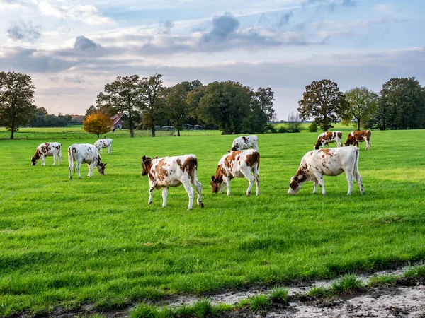 Herd Van Roodbruine Jarige Melkkoeien Grazend Weiland Het Platteland Bij — Stockfoto