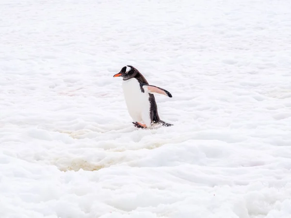 Пингвин Pygoscelis Papua Гуляющий Снегу Острове Петерманн Антарктический Полуостров Антарктида — стоковое фото