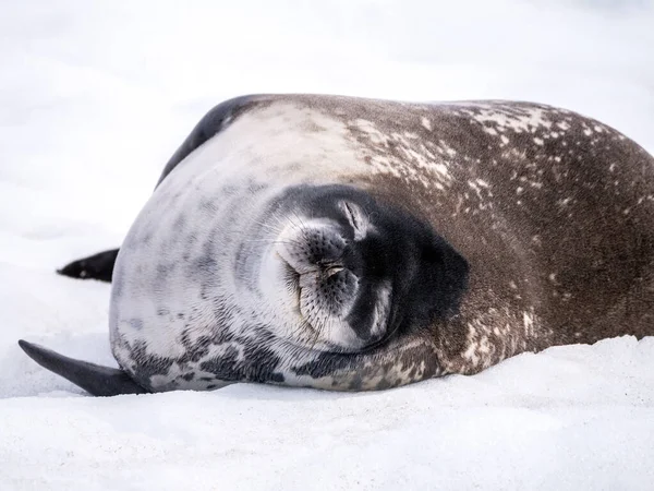 Weddell seal sleeping in snow, Mikkelsen Harbour, Trinity Island, Antarctic Peninsula, Antarctica