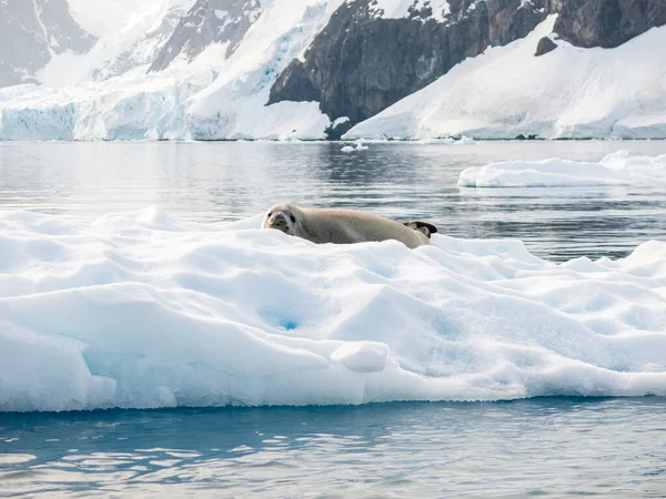 stock image Crabeater seal, Lobodon carcinophagus, resting on a piece of floating ice in Andvord Bay, Antarctic Peninsula, Antarctica