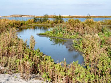 Hollanda, Marker Wadden Adası 'nda bataklık bitkileri, çamur düzlükleri, sığ havuzlar, dereler ve korunaklı sığ sular.