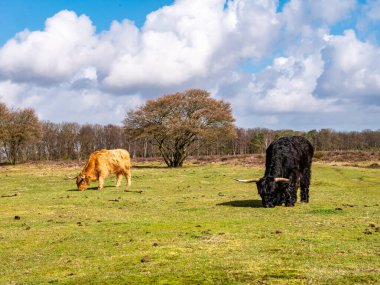 Uzun saçlı ve boynuzlu İskoçyalı inekler doğada otlayan otlar Hilversum yakınlarında Westerheide, het Gooi, Hollanda