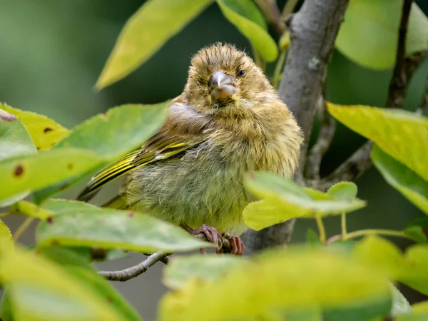 Greenfinch Carduelis Chloris Perched Branch Showing Signs Finch Disease Trichomoniasis — Stock Photo, Image