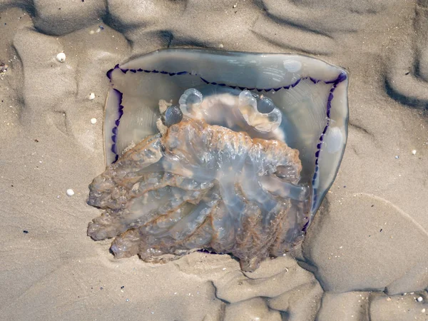 Stranded Barrel Jellyfish Rhizostoma Pulmo Sandflat Low Tide Waddensea Netherlands — Stock Photo, Image