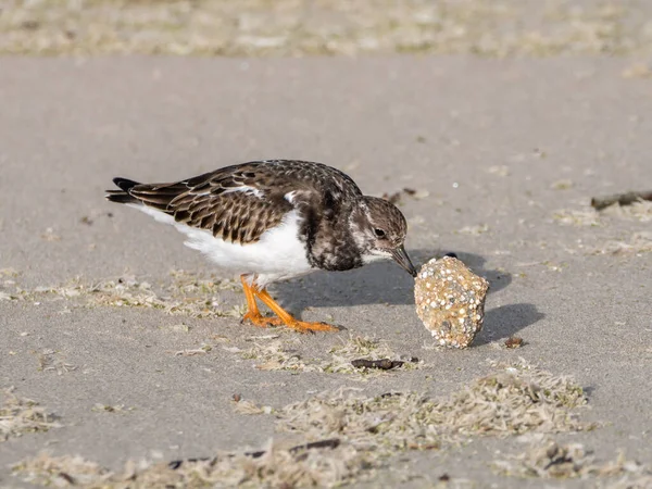 阿伦尼亚解释说 斯通在荷兰谢弗宁根海滩的沙滩上扔了一块石头 — 图库照片