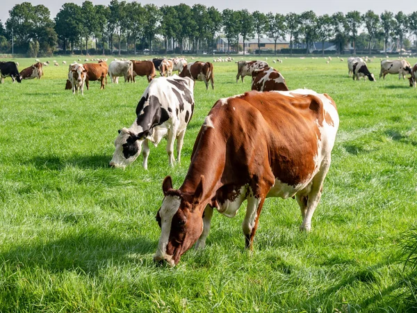 stock image Herd of Friesian Holstein and Red-White diary cows grazing on green meadow in polder near Langweer, Friesland, Netherlands