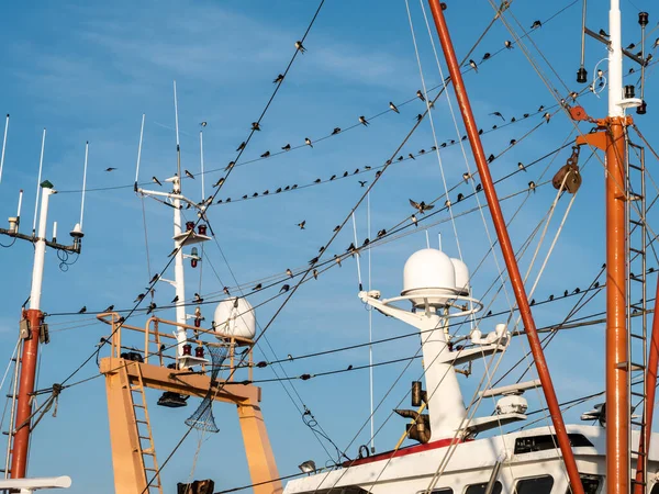 Groep Schuurzwaluwen Hirundo Rustica Verzamelen Lijnen Van Vissersboot Haven Den — Stockfoto
