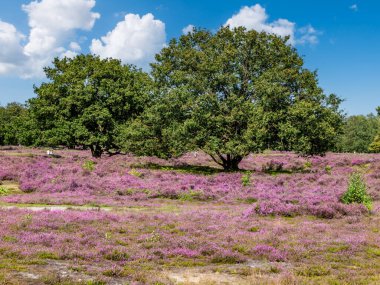 Hollanda 'nın Het Gooi şehrinde, Heathland' da meşe ağaçları ve çiçek açan mor fundalarla birlikte Zuiderheide saklıdır.
