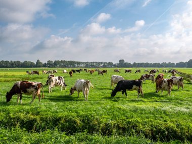Friesian Holstein sürüsü ve Hollanda 'nın Friesland kenti yakınlarında yeşil çayırlarda otlayan Kırmızı-Beyaz inekler.