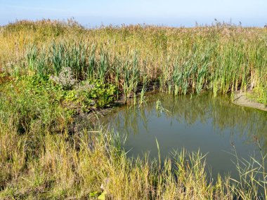 Hollanda 'nın Marker Wadden adasındaki bataklık arazisinde bataklık bitkisi, sazlıklar ve sığ havuz