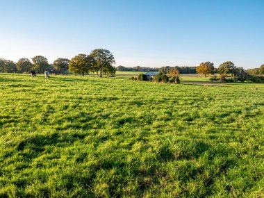 Ootmarsum, Overijssel, Hollanda yakınlarındaki kırsal alanlarda çayırlar ve çayırlar
