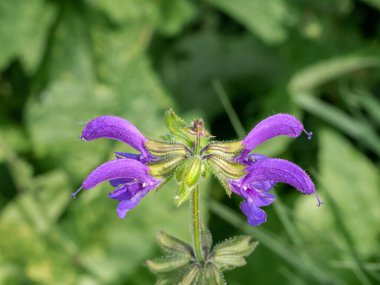 Meadow Clary, Salvia Pratensis, Hollanda, bahçedeki çiçekleri kapatın.