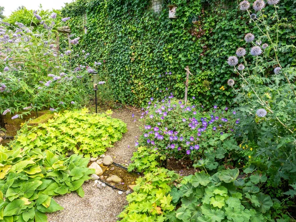Small garden with densely planted native plants ivy, echinops, water stream and gravel path in summer, Netherlands