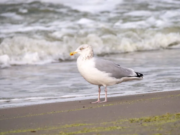 Herring Gull Larus Argentatus Adult Bird Winter Plumage Seaside Scheveningen — Stock Photo, Image