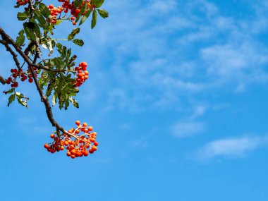 Rowan meyveleri Sorbus aucuparia ağacında, portakal meyveleri mavi gökyüzü arka planında