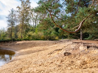 Dinkel nehri ve doğadaki çam ağaçları Lutterzand, De Lutte, Losser, Overijssel, Hollanda