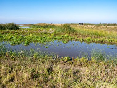 MARKER WADEN, NETHERLANDS - 8 EKİM 2021: Marker Wadden Adası 'nda insanlar yürüyen ve tatlı su bataklıkları