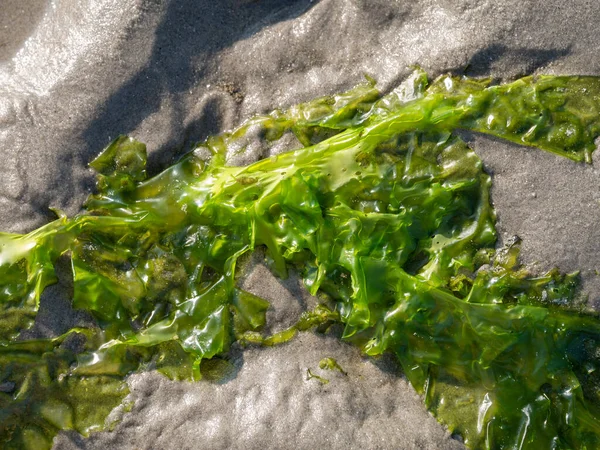 Havssallad Ulva Lactuca Sand Vid Lågvatten Vadehavet Nederländerna — Stockfoto