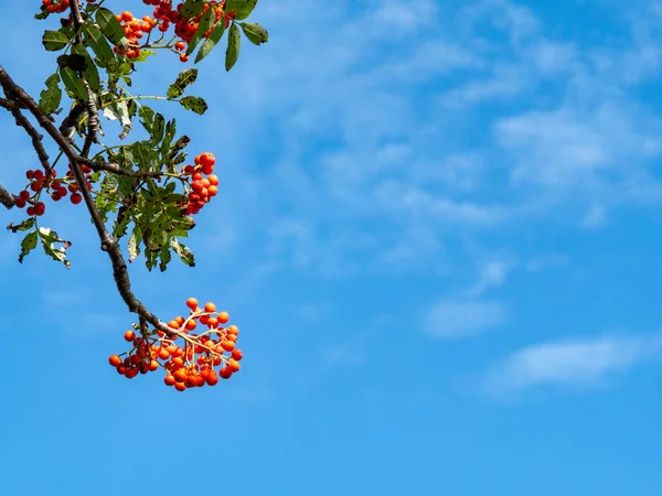 Rowan Berries Sorbus Aucuparia Tree Orange Berries Blue Sky Background — Stock Photo, Image