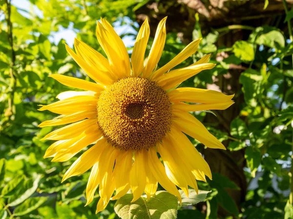 stock image Sunflower head, Helianthus annuus, horizontal