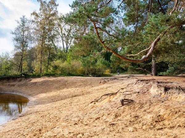 Dinkel Pijnbomen Natuurgebied Lutterzand Lutte Losser Overijssel Nederland — Stockfoto