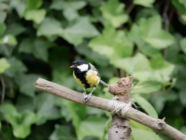 Great Tit Parus Major Adult Male Seed Legs Perched Branch — Stock Photo, Image