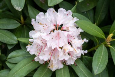Rhododendron, açık pembe küme. İlkbaharda, Hollanda 'da neredeyse beyaz çiçekler.