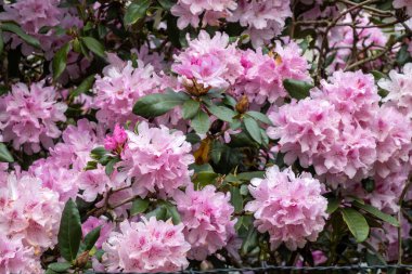 İlkbaharda Hollanda 'da pembe çiçek kümeleriyle açan Rododendron.