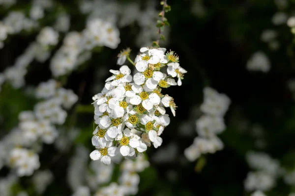 Spiraea Reeve Spiraea Cantoniensis Grono Śnieżnobiałych Kwiatów Wiosną Holandia — Zdjęcie stockowe