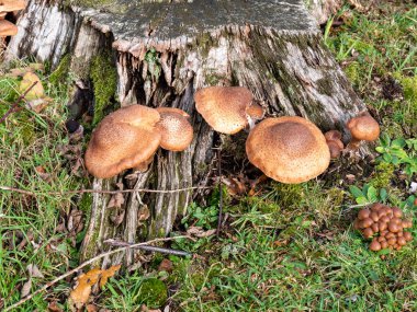 Ağaç gövdesinde Armillaria ostoyae, Hollanda, Drenthe