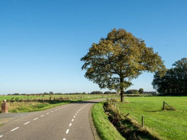 Hollanda 'nın Overijssel ilindeki karayolu, meşe ağacı ve çayırların manzarası