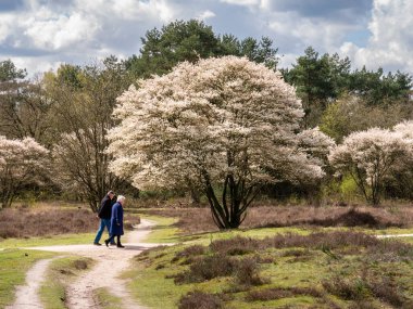LAREN, NETHERLANDS - APR 14, 2023: Older couple walking on footpath and juneberry tree, Amelanchier lamarkii, in bloom in Zuiderheide nature reserve, het Gooi clipart