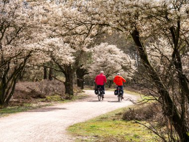 LAREN, NETHERLANDS - APR 14, 2023: Older couple riding bicycles on cycle path, blooming juneberry trees, Amelanchier lamarkii, in Zuiderheide nature reserve, Het Gooi clipart