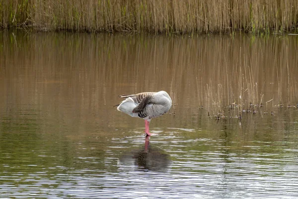 Greylag Goose Anser Anser Standing Shallow Water While Preening Its — Stock Photo, Image