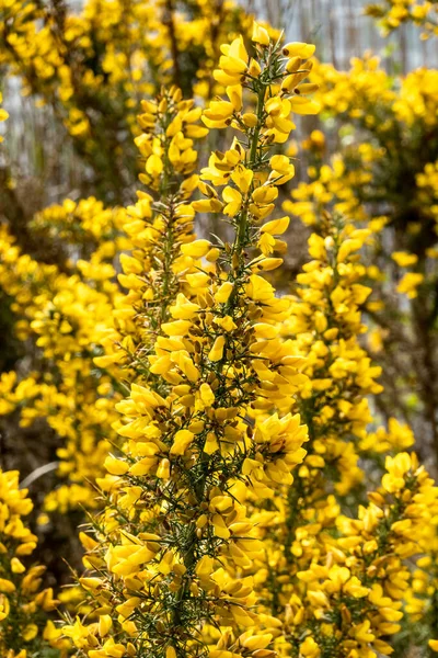 Közönséges Gorse Ulex Europaeus Tavasszal Virágzó Tüskés Cserje Sárga Virágokkal — Stock Fotó