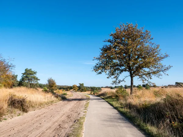 Kerékpárút Homokút Természetvédelmi Területen Veluwe Kootwijk Közelében Gelderland Hollandia — Stock Fotó