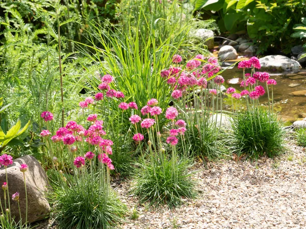 Sea pink or sea thrift, Armeria maritima, group of plants with deep pink flowers in garden, Netherlands