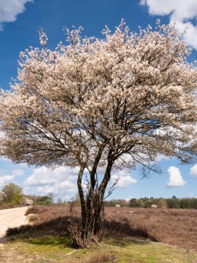 HILVERSUM, NETHERLANDS - 14 Nisan 2023: Juneberry veya hizmet meyvesi ağacı, Amelanchier lamarkii, Hollanda 'nın Het Gooi kentindeki Zuderheide doğa koruma alanının yanında çiçek açtı.